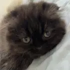 قطه انثى للبيع