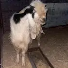 تيس فحل شرط القريع