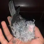 للبيع فرخ كروان هولندي وايت فيس مجنون غر