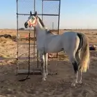 حصان شعبي