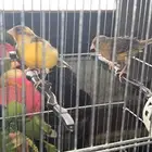 للبيع جوز كناري