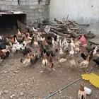 دجاج بلدي