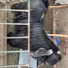 تيس عارضي منتج