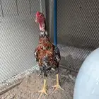 ديك سندي بيور