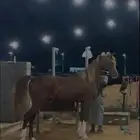 فحل واهو فاخر