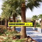 تكريب نخل عربي وواشنطني