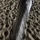 فرس شعبيه لقاح