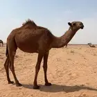 بكره للبيع