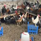 تم البيع