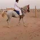 فرس شعبيه