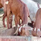 عندي ثلاث تيوس مشاريع وذبايح