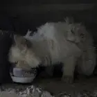 قطه همالايا اللي يعرف صاحبها يتواصل معي