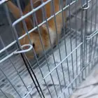 أرنب للتبني (تم التبني)