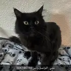 قط تبني