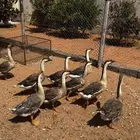 للبيع وز عراقي