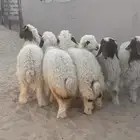 هرفي للبيع