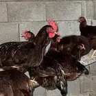 صوص دجاج فرنسي احمر بيور