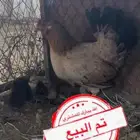 دجاجه عربي اصيل تاج مفرخه