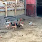 طيور