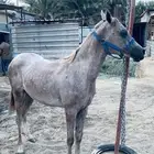 مهر شعبي