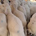 بهم حري العدد 49 راس أعماره 3 شهور(بيع)