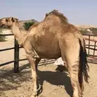 قعود غرونقي احمر شمالي