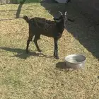 عنز ثنيه السلامه شرط