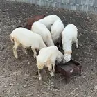 للبيع 5 رخال وخروف رفيدي