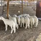 بهم كفو كله خرفان ( تم البيع )