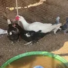 للبيع بط بح او مصوي