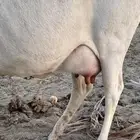 بقره خلفه للبيع