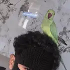 ببغاء دره