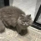قط ذكر للتبني