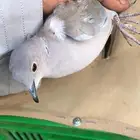 قمري سليم قوقسي ابيض