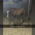 مهر شيخ