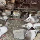 حمام