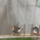 طيرواحد من نوع طيور الحب لون اصفو وطير واحد من هذا النوع لل