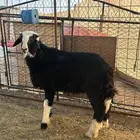 طلي