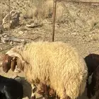 بيع وشراء طيب