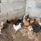 صيصان فروخ دجاج بلدي محصن