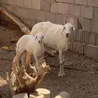 خلفه تم البيع