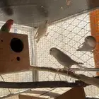 زوجين روز منتجة