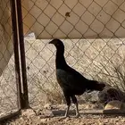 تم البيع