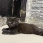 قطط للتبني