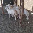 بهم تربية فاخر