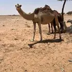 للبيع الشقحاء السن رباع منيحه حدرها بكره شعلا رمانيه