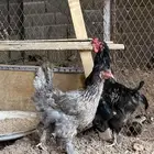 براهما