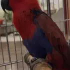 ببغاء اكلتكس انثى