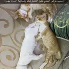 قطط للتبني
