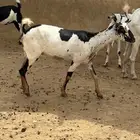 غنم للبيع